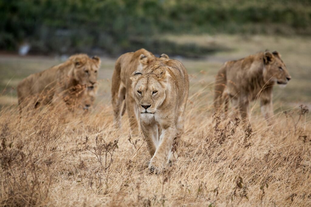 5 Days Tanzania Safari