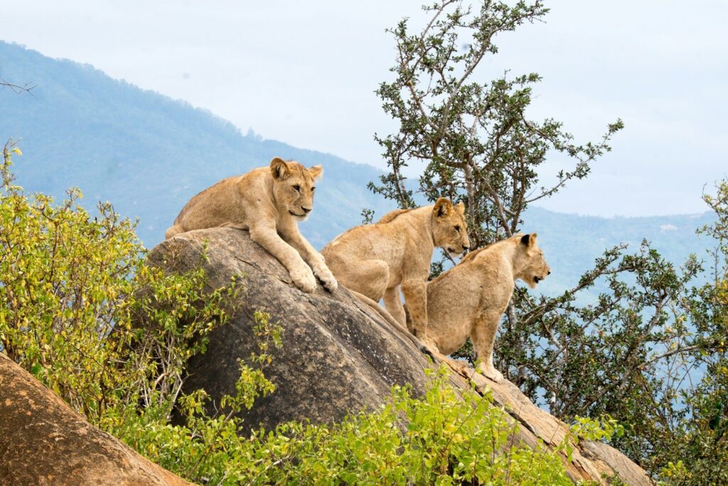 LODGE SAFARI