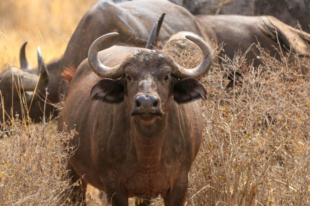 Masai mara