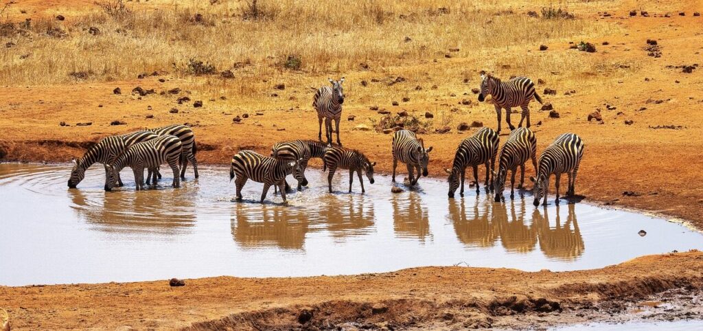 WILDLIFE