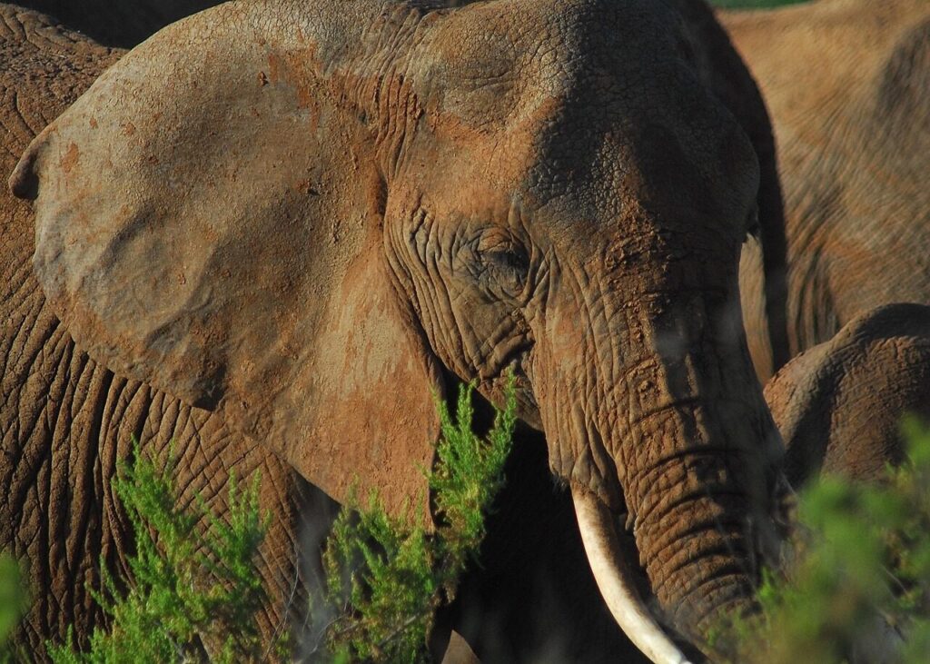 wild, elephant, africa, wildlife, nature, wilderness, earth hour, conservation, samburu, samburu national reserve, endangered, ecosystem, memory, strong, massive, habitat, reserve, natural, environment, exotic, tusk, ivory, kenya, trunk, big, brown earth, brown memory