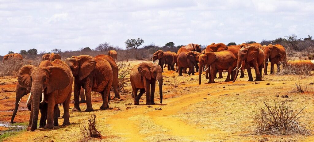 Wildlife