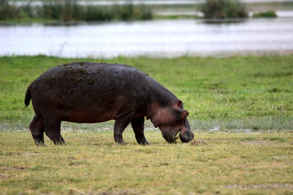 Hippos in Lake Naivasha