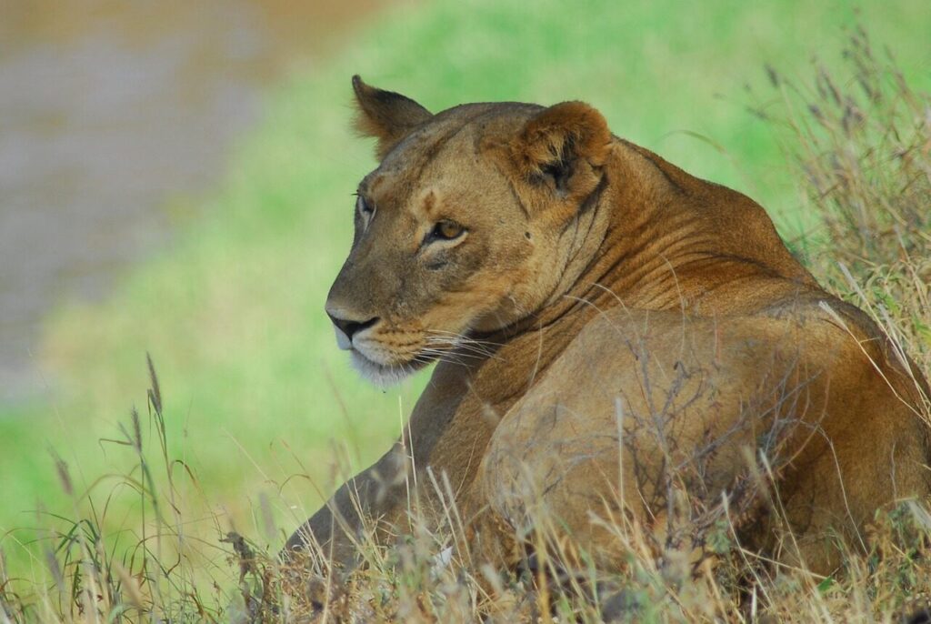 LODGE SAFARI