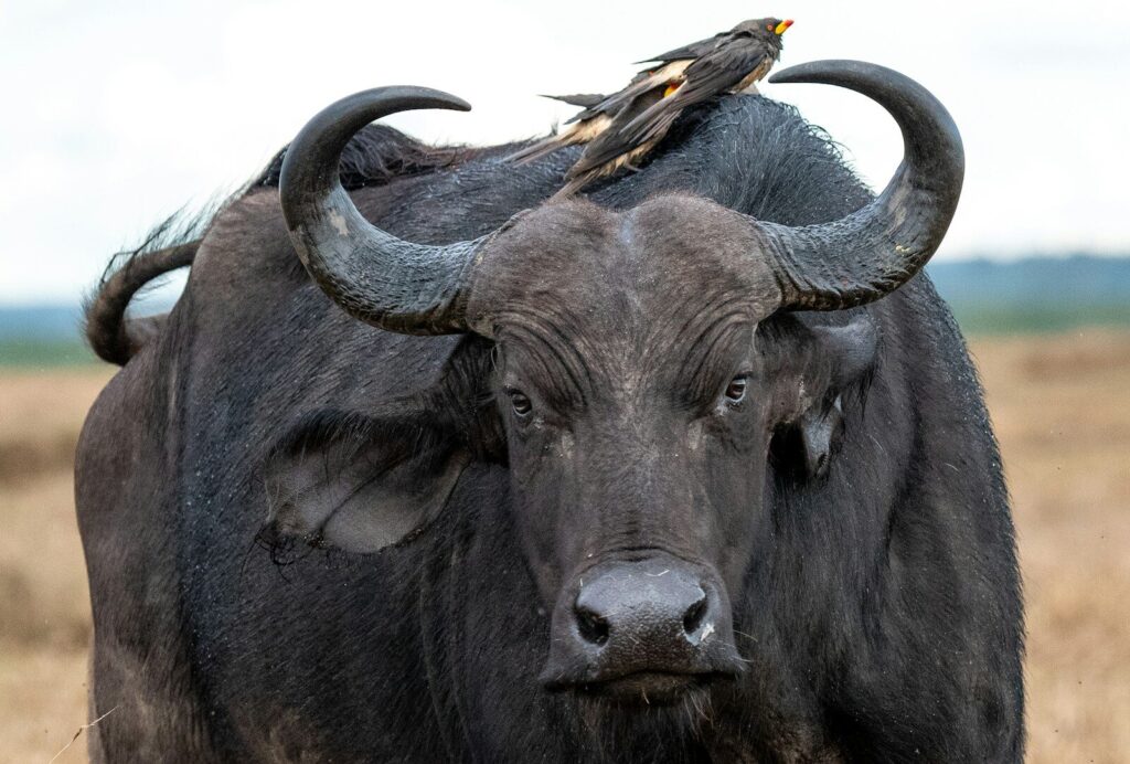 WILDLIFE