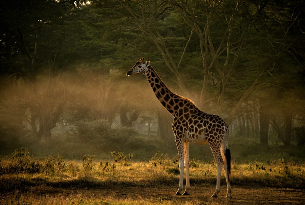 ngorongoro crater