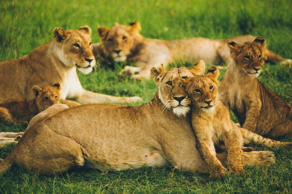 BEST OF KENYA SAFARI