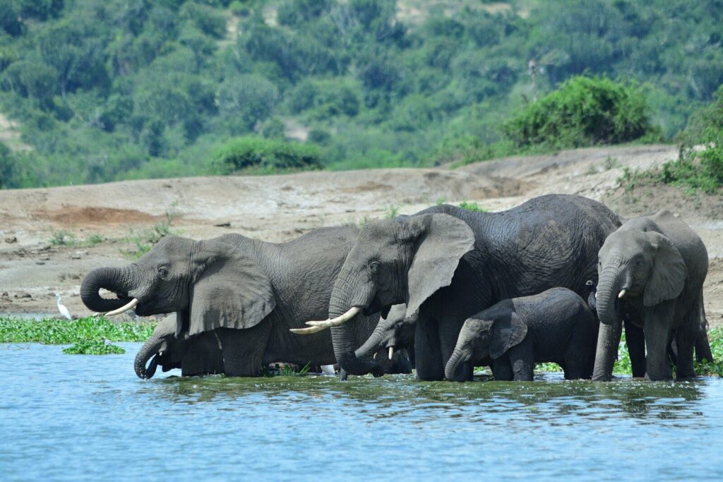 maasai mara