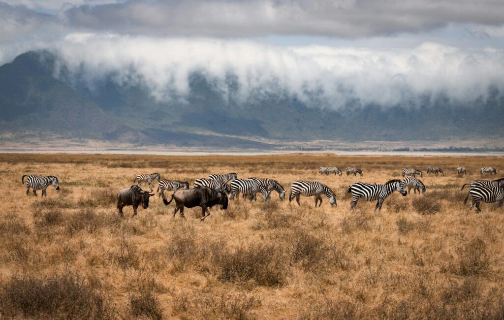 wildlife
