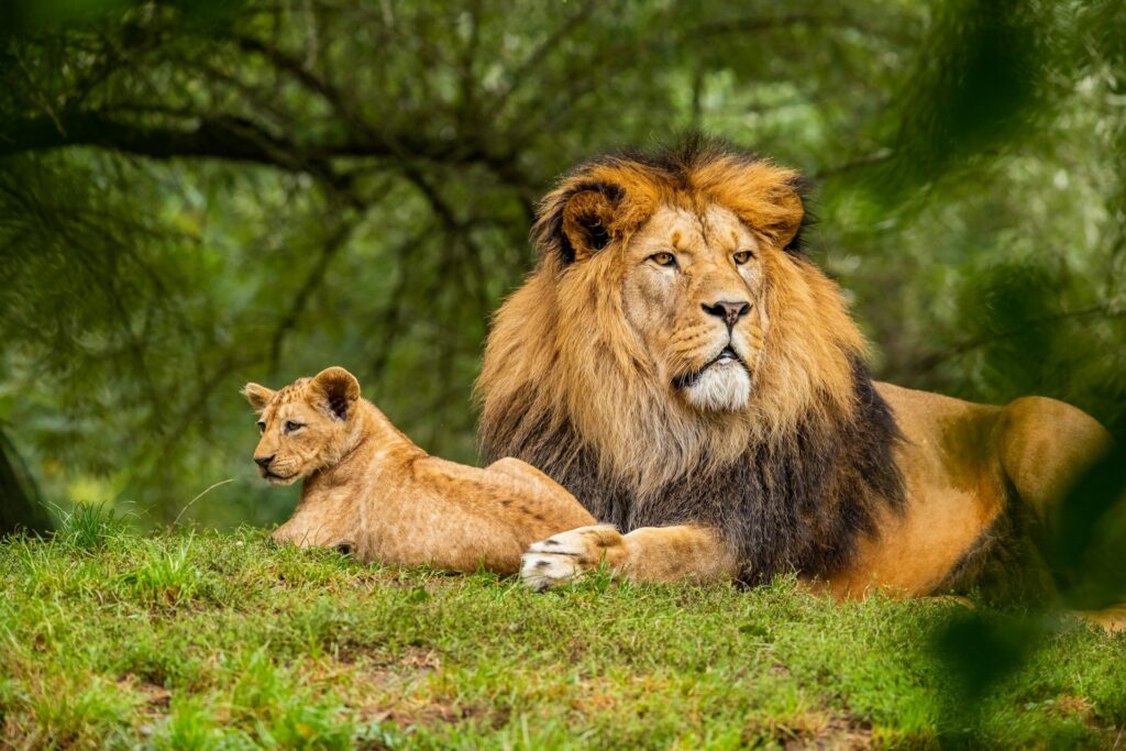 LODGE SAFARI