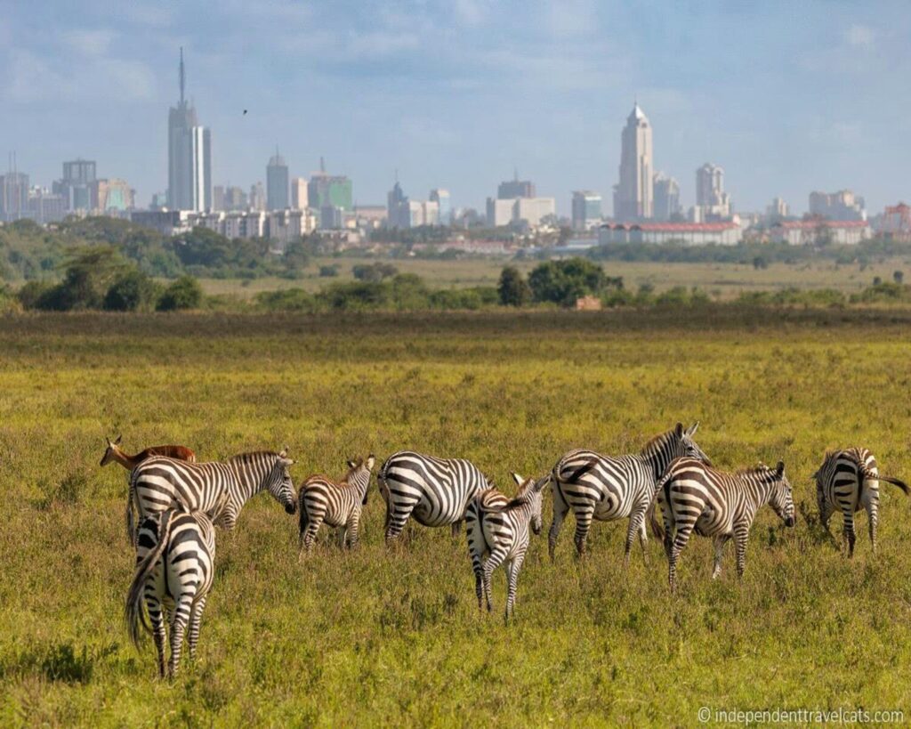 a herd of zebra standing on top of a lush green field