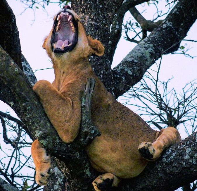 lion, feline, tree, yawn, kampala, nature, uganda