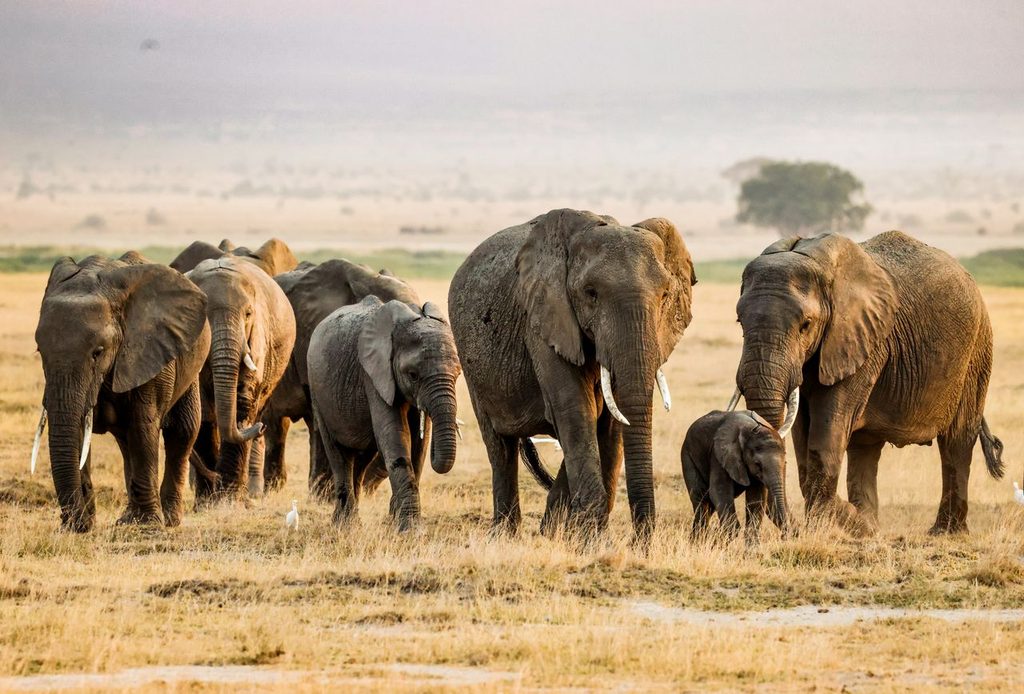 manyara